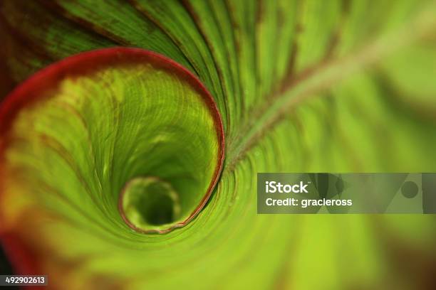 Espiral En La Selva Tropical De Hoja Verde Con Gotas De Rocío Foto de stock y más banco de imágenes de Naturaleza