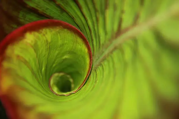 Photo of Spiral green leaf in the rainforest with dew drops