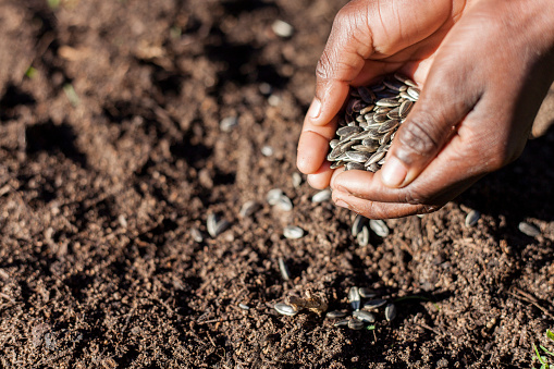 A pair of African hands planting seeds in the soil in order to have a sustainable future in Cape Town, Western Cape, South Africa.
