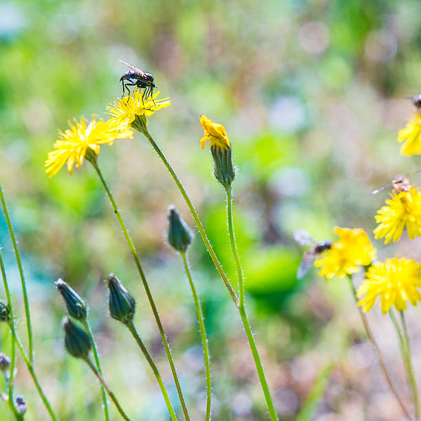 ­ fiori e insetti na primavera - oof imagens e fotografias de stock