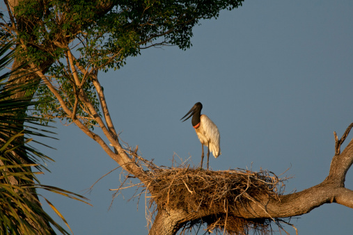 Jabiru on the nest (Jabiru mycteria), late afternoon light. Southern Pantanal, Mato Grosso do Sul, Brazil.