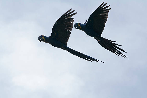 istock Couple of Hyacinth Macaws in flight. 492903353