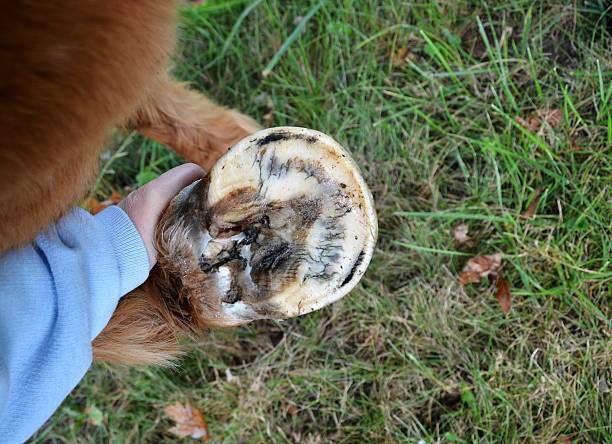 This is not the prettiest picture to look at however, it demonstrates what to look for in a  serious thrush infection in a pony's 'frog' portion of the hoof. Picture shows the hoof and frog  being held and cleaned with soapy water to give a better view of the frog with the bacterial infection and how it has deteriorated. Thrush infections of the hooves basically eats away at the soft tissues of the foot and can become very debilitating and painful. Although this pony gets regular farrier trimmings, a dry summer with no mud to help extract the bacteria, and no daily human hoof cleaning results in thrush infections.  To see more horse related illnesses, check out my portfolio and Lightbox.