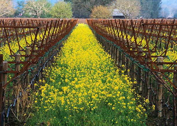 istock Mustard Plant in a Trellised Vineyard 492903391