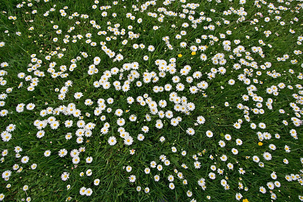 istock Field of Daisies 492903589