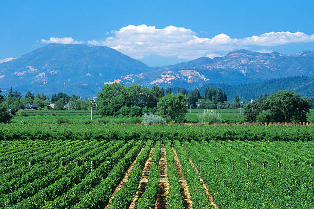 istock Looking Across a Vineyard Toward Calistoga 492903799