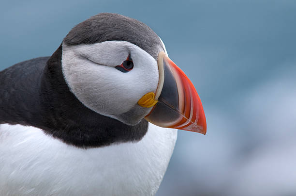 istock Portrait of an Atlantic Puffin 492903847