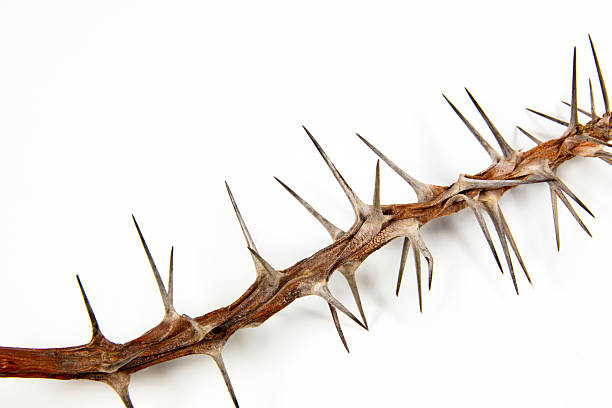 istock Section of Dried Branch Covered in Sharp Thorns 492905127
