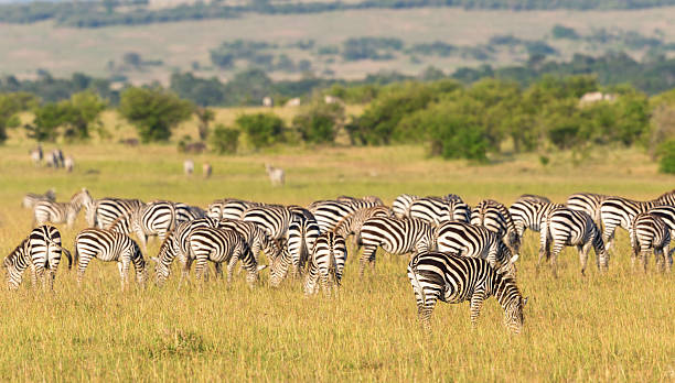istock Zebras grazing on the savannah 492905164