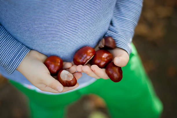 Child holding chestnuts in the park in Poland