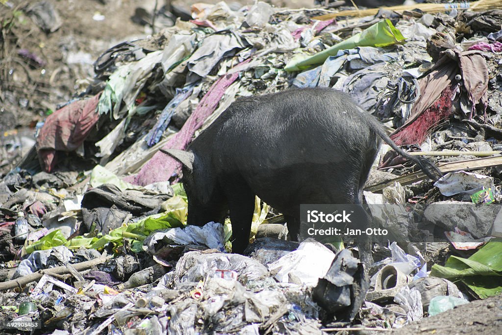 Pollution in India A common problem in India: Pollution. A pig is burrowing through the garbage. Animal Stock Photo