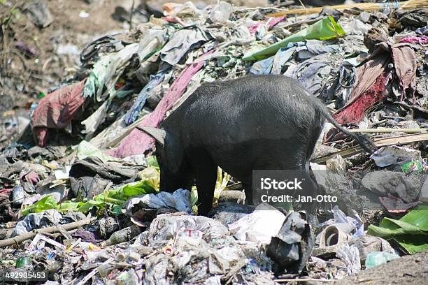 Pollution In India Stock Photo - Download Image Now - Animal, Black Color, Bottle
