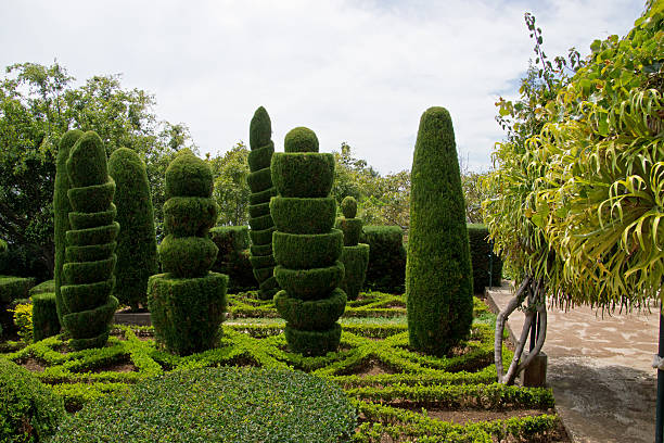 Decorative green park Decorative green park - Botanical garden Funchal, Madeira topiary stock pictures, royalty-free photos & images