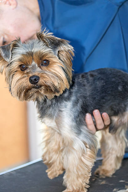 istock Preparing the Yorkshire terrier dog to grooming 492905840