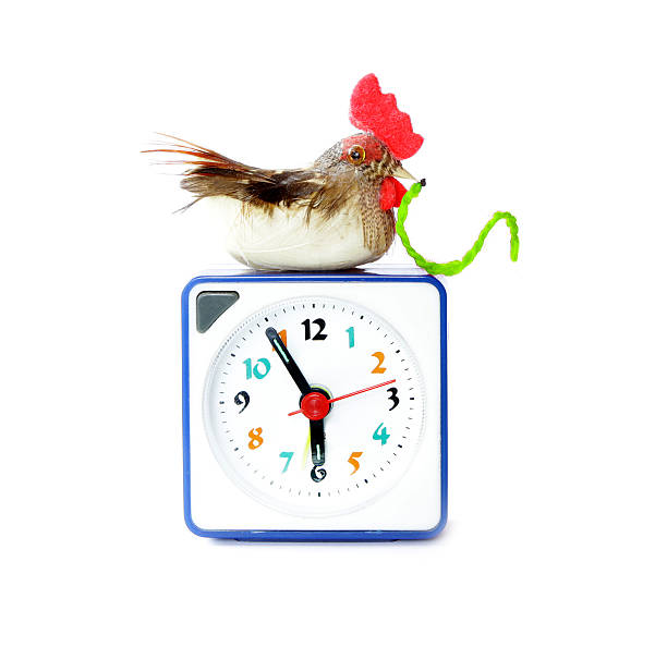 Early bird catches gets the worm proverb Early bird catches gets the worm proverb representing alarm clock on 6 am with bird and maggot in neb the early bird catches the worm stock pictures, royalty-free photos & images