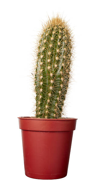 istock cactus house plant vegetation nature flora 492905941