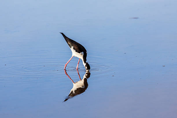 istock Stilt feeding at Eco Pond in the Everglades 492905995