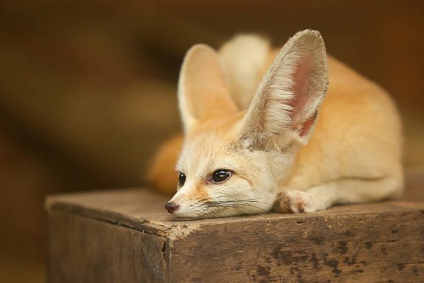 Fennec Fox stock photo