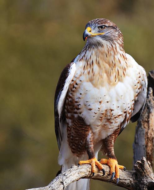 Ferringulus Hawk 580+ Ferruginous Hawk Photos Stock Photos, Pictures & Royalty-Free ...