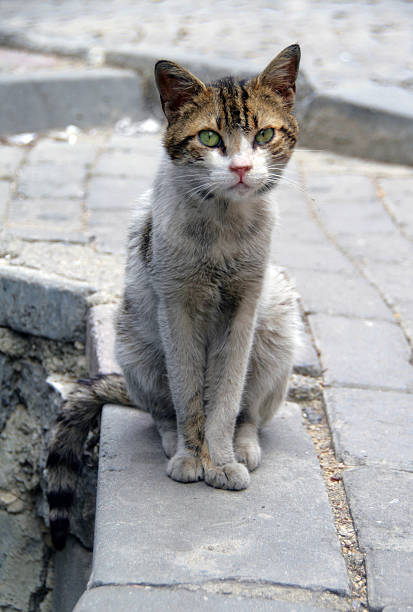 Homeless cat sitting on the street of European city