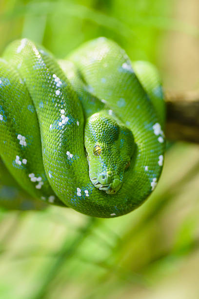 serpente verde - green tree python foto e immagini stock