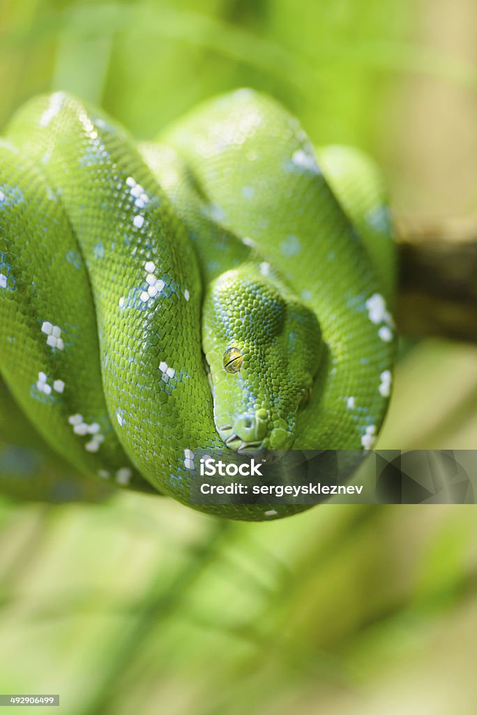 Green snake Animals: green tree python, Morelia viridis, close-up shot, selective focus Green Tree Python Stock Photo