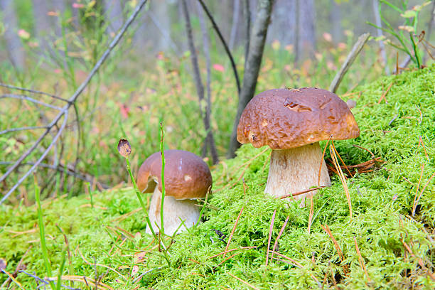 Small ceps in the woods Portrait of a small ceps in the woods marasmius siccus stock pictures, royalty-free photos & images
