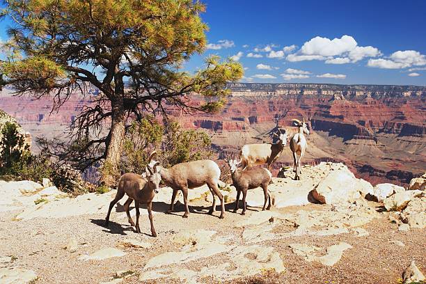 istock Bighorns in Grand Canyon 492907199