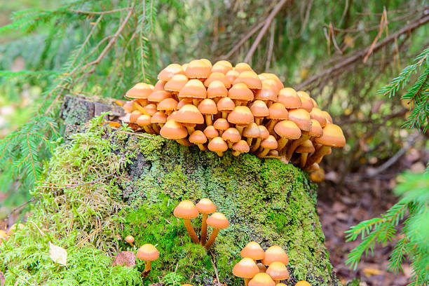 registro umido e funghi - fungus moss log magic mushroom foto e immagini stock