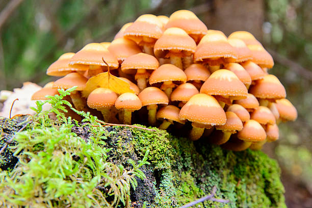 registro umido e funghi - fungus moss log magic mushroom foto e immagini stock