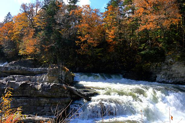 istock Sandandaki park of autumn leaves 492909110