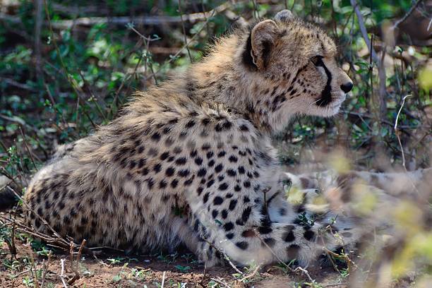 istock Cheetah cub lying in the shade 492909178