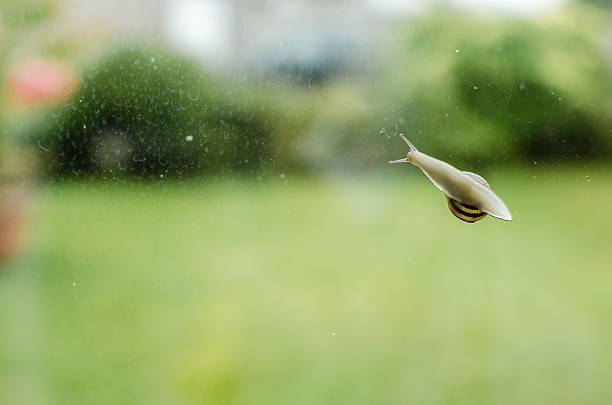 Underside View Common Garden Snail Glass Window Horizontal