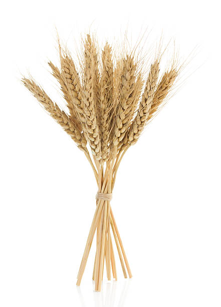 istock ears of wheat isolated on white 492911418