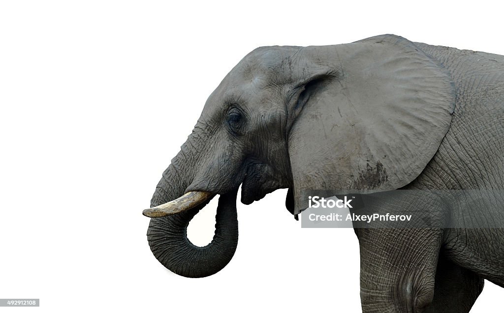 Indian elephant Indian elephant - isolated Elephant Stock Photo