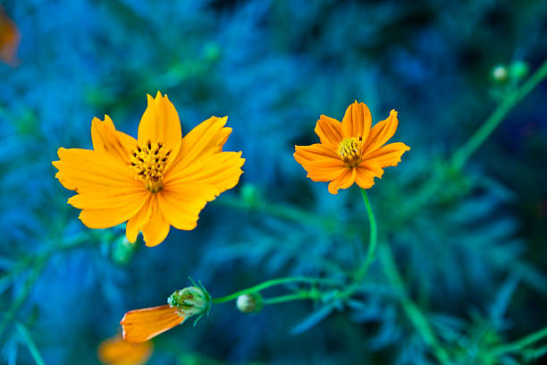 Orange flower on blue green background