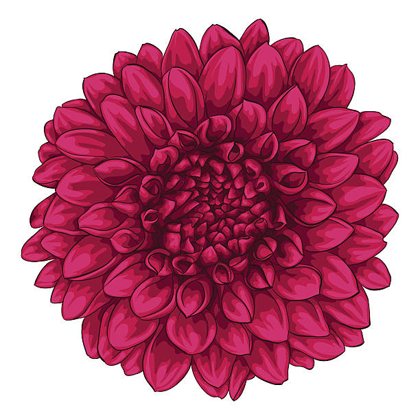 ilustraciones, imágenes clip art, dibujos animados e iconos de stock de una dalia rosa aislado sobre fondo blanco. - flower flourishes paint backgrounds