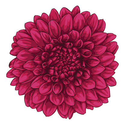 beautiful pink dahlia isolated on white background. for greeting cards and invitations of the wedding, birthday, Valentine's Day, mother's day and other seasonal holidays