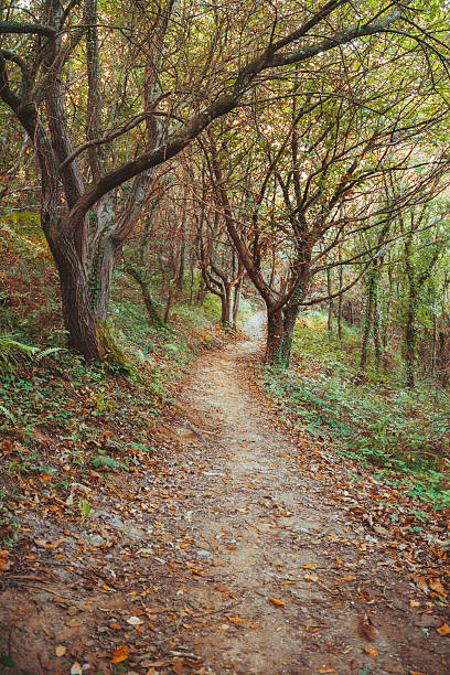 istock Fairytale Road winding through the Forest 492912522