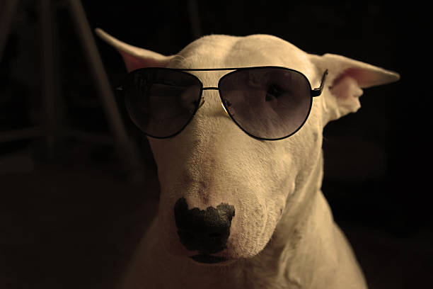 istock White English bull Terrier in sunglasses 492912816