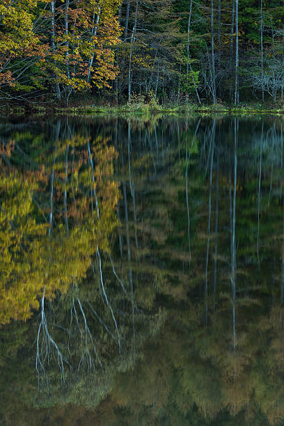 istock Lake of autumn leaves 492913520