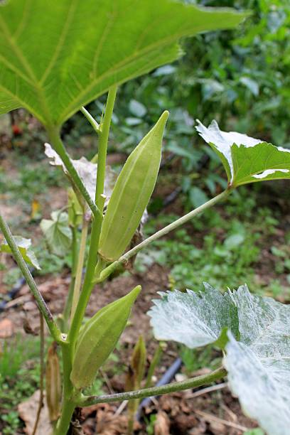 istock Okra pod big growing in the bush 492914426