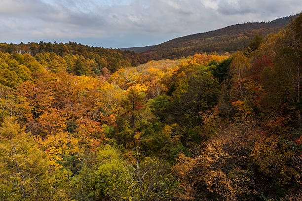 istock Mountains of autumn leaves 492914936
