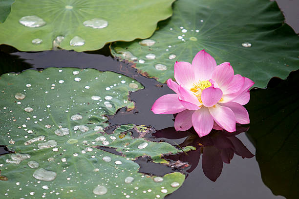 étang de lotus en fleur - pond water lily water drop photos et images de collection