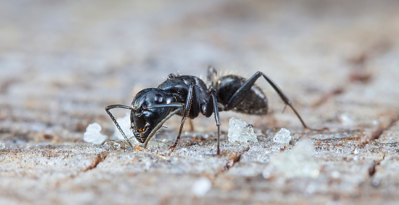 large ant in the wood on the foozle's surface