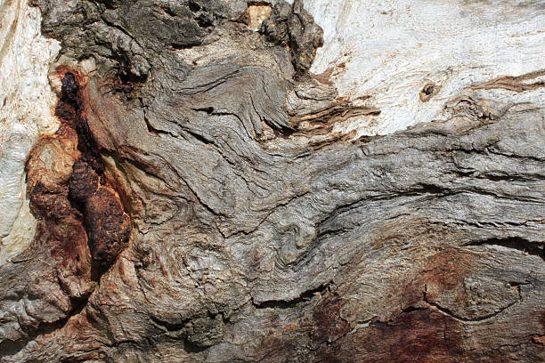 Jarrah Tree Roots 80+ Jarrah Stock Photos, Pictures & Royalty-Free Images - iStock