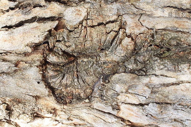 Jarrah Tree Roots 40+ Jarrah Tree Stock Photos, Pictures & Royalty-Free Images - iStock