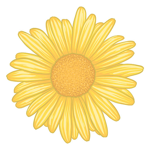 illustrations, cliparts, dessins animés et icônes de marguerite jaune fleur avec effet aquarelle isolé sur blanc - single flower flower marguerite white background