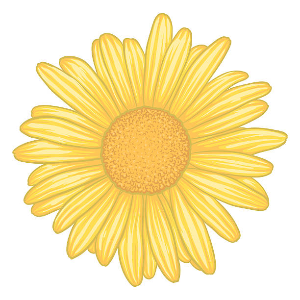 żółte kwiaty daisy ze skutkiem watercolor na białym tle - chrysanthemum single flower flower pattern stock illustrations
