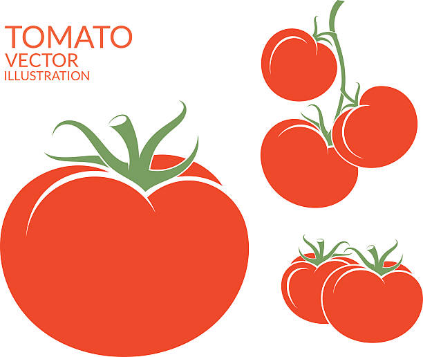 tomaten. isolierte gemüse auf weißem hintergrund - tomate stock-grafiken, -clipart, -cartoons und -symbole